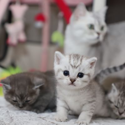 les délicieux Of British Archanges