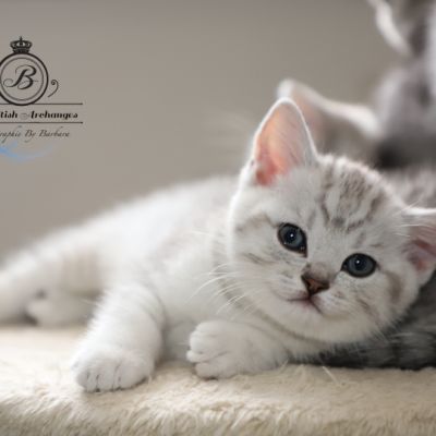 les délicieux Of British Archanges