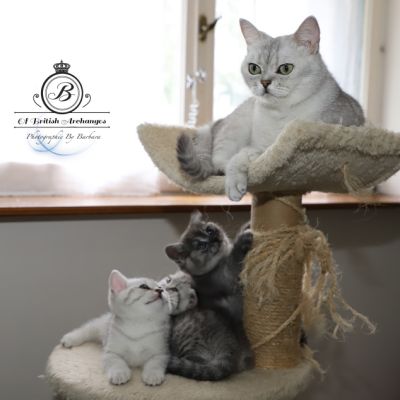 les délicieux Of British Archanges