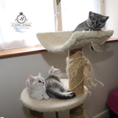 les délicieux Of British Archanges