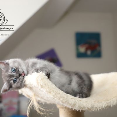 les délicieux Of British Archanges