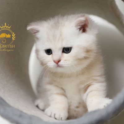 Ufo Of british Archanges