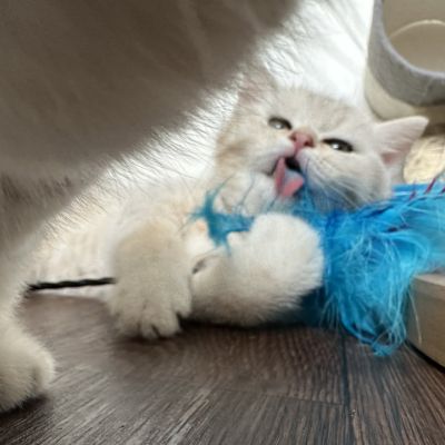 Ufo Of british Archanges