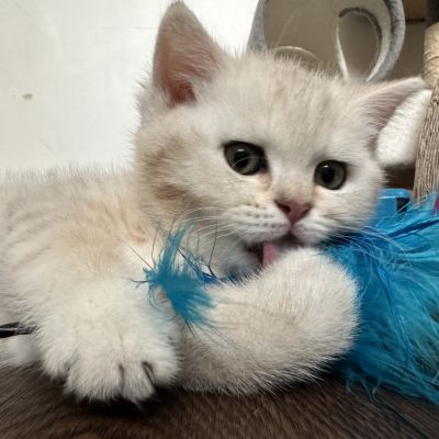 Ufo Of british Archanges