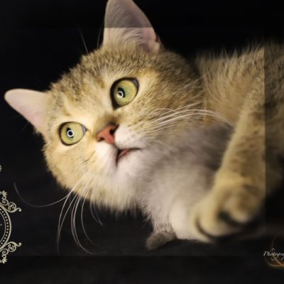 Ugolin Of british Archanges