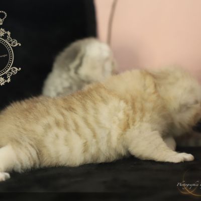 Ufo Of british Archanges