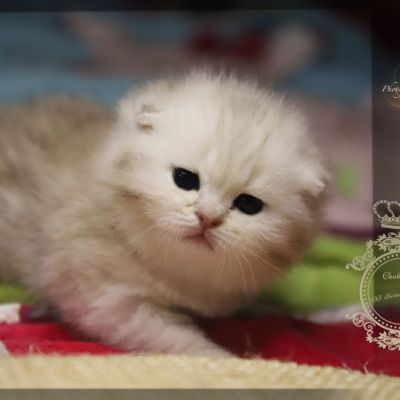 Ufo Of british Archanges