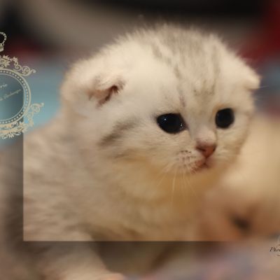 Ufo Of british Archanges