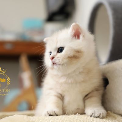 Ufo Of british Archanges