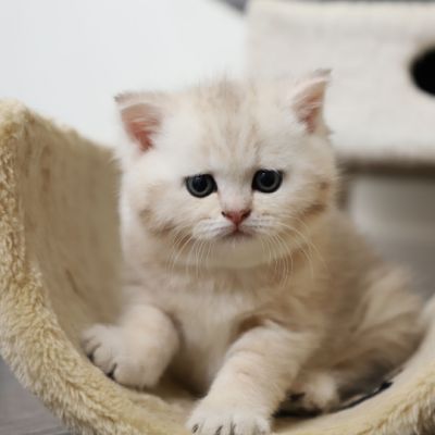 Ufo Of british Archanges