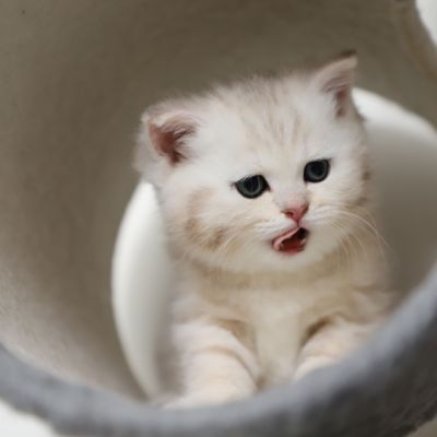 Ufo Of british Archanges