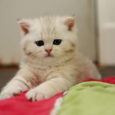 Ufo Of british Archanges