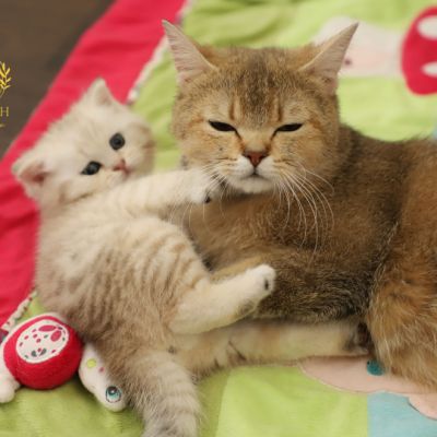 Ufo Of british Archanges