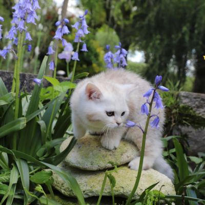 Ufo Of british Archanges