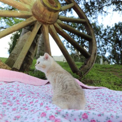 Ufo Of british Archanges