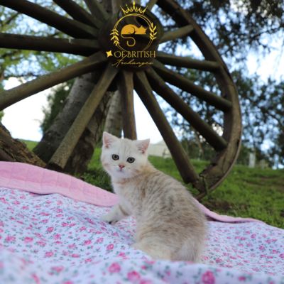 Ufo Of british Archanges