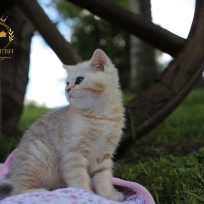 Ufo Of british Archanges