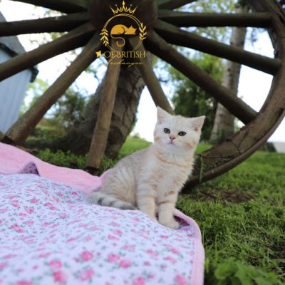 Ufo Of british Archanges