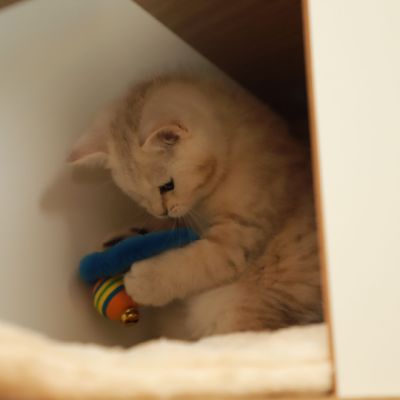 Ufo Of british Archanges