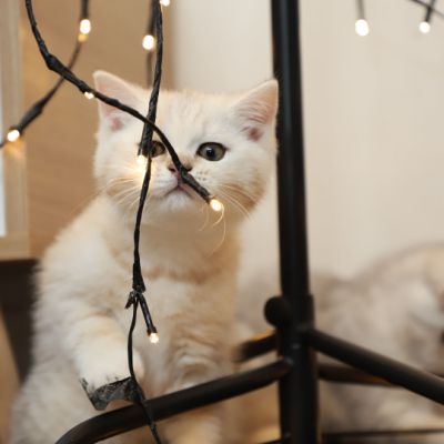 Ufo Of british Archanges