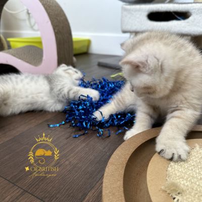 Ufo Of british Archanges