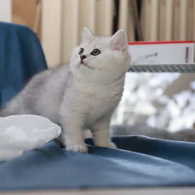 Shinju Of British Archanges