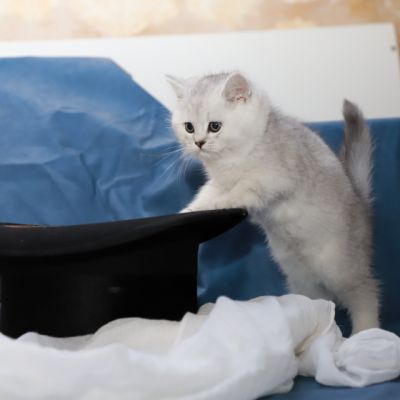 Shinju Of British Archanges