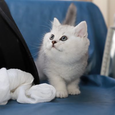 Shinju Of British Archanges