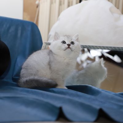 Shinju Of British Archanges