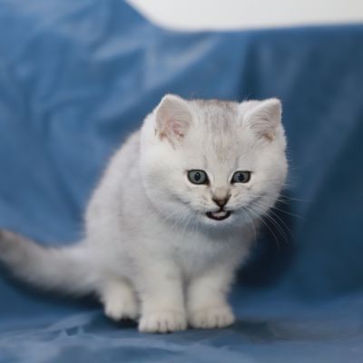 Shinju Of British Archanges