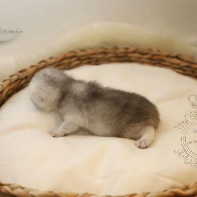 S........ Of British Archanges