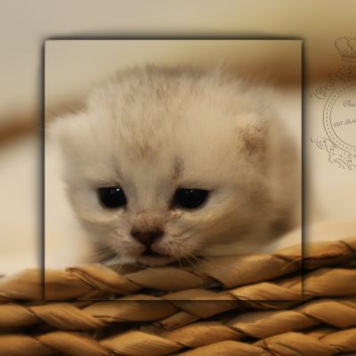 S........ Of British Archanges