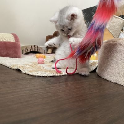 Shinju Of British Archanges