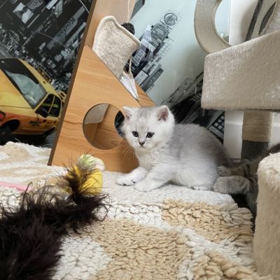 Shinju Of British Archanges