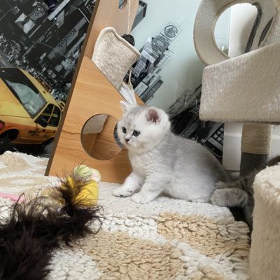 Shinju Of British Archanges