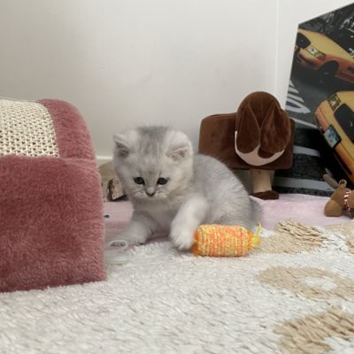 Shinju Of British Archanges