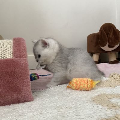 Shinju Of British Archanges