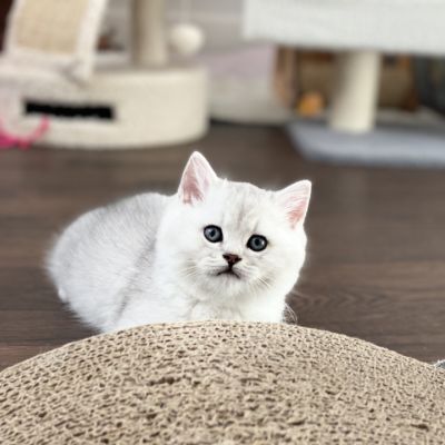 Shinju Of British Archanges