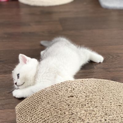 Shinju Of British Archanges