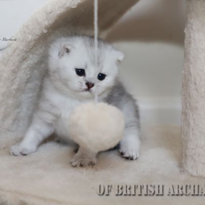 Shinju Of British Archanges