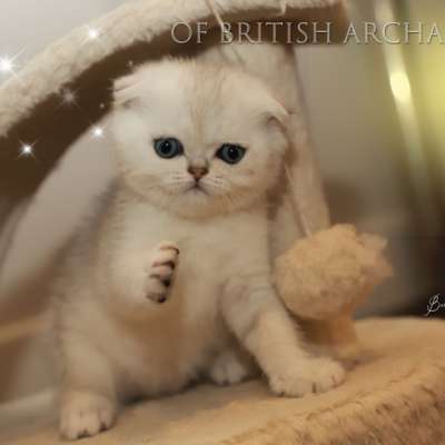 Timéo Of British Archanges