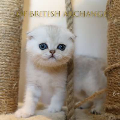 Timéo Of British Archangeses