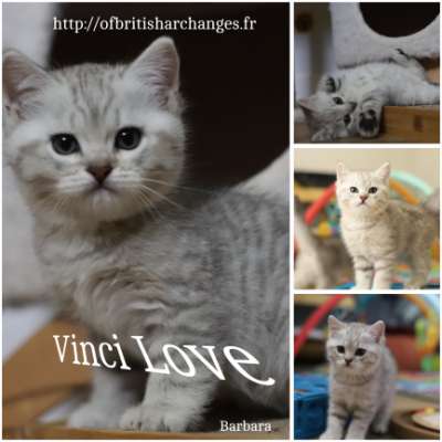 vinci Love