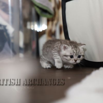 les délicieux Of British Archanges