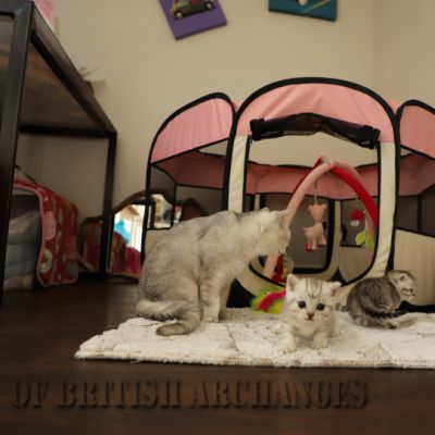 les délicieux Of British Archanges