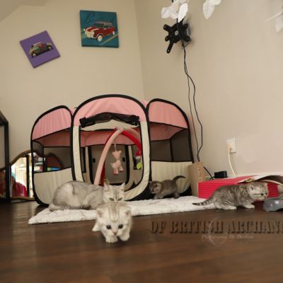 les délicieux Of British Archanges