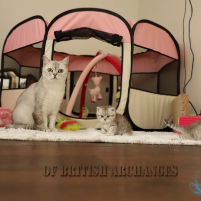 les délicieux Of British Archanges