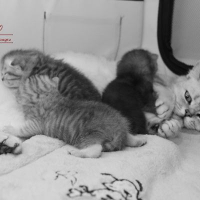 les délicieux Of British Archanges