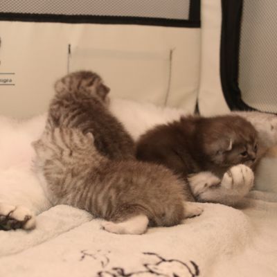 les délicieux Of British Archanges