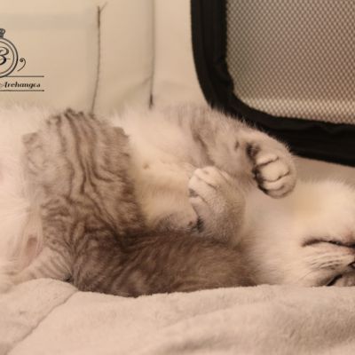 les délicieux Of British Archanges